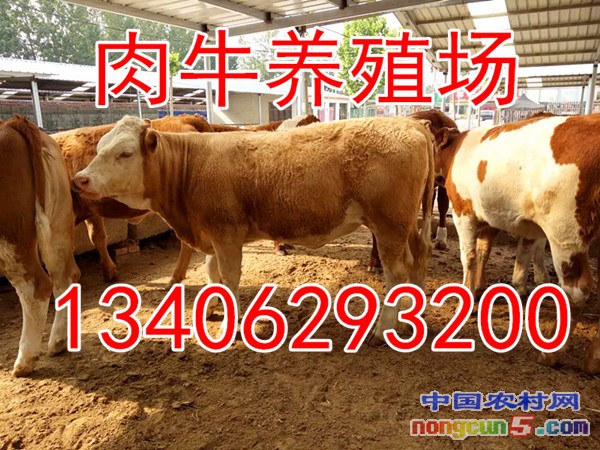 webwxgetmsgimg (4)_副本
