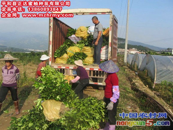 16500株，大三紅蜜柚苗發(fā)往湖北。