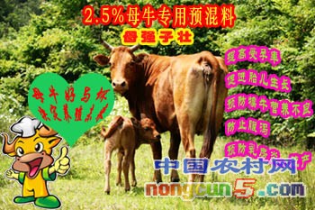 母牛