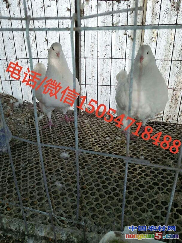 QQ圖片20170331183121