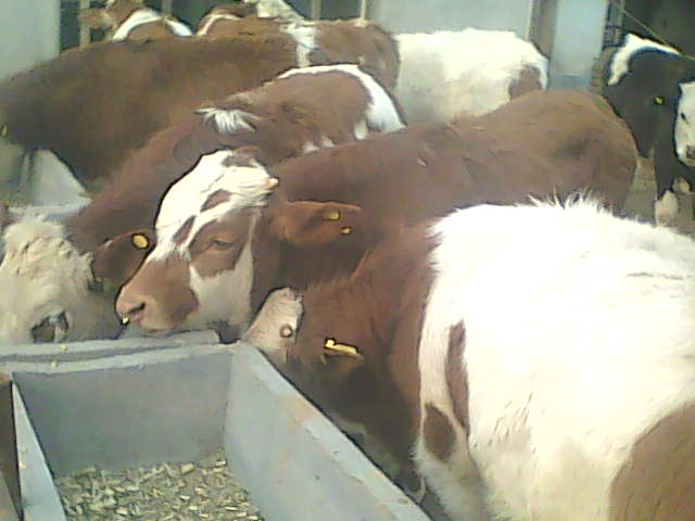 300斤肉牛养殖几个月出栏