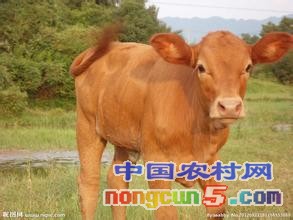 內(nèi)蒙小牛多少錢一頭