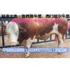 600斤的公肉牛犢多少錢