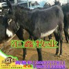 買哪里小牛犢便宜