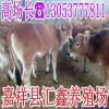 最新小牛犢價(jià)格