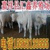 哪里賣的牛價(jià)格最便宜