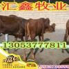 700斤西門塔爾牛犢價(jià)格
