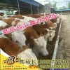 東北西門塔爾牛犢價(jià)格