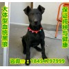 三個(gè)月的純種黑狼犬價(jià)格