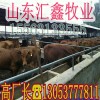 現(xiàn)在肉牛犢價(jià)格