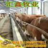 2016小黃牛牛苗價(jià)格