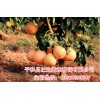 貴州地區三紅蜜柚苗木價格多少，三紅柚子苗在貴州受熱捧