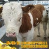 小牛犢最新價格