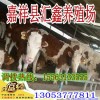 肉牛崽多少錢一頭