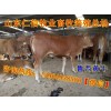 小黃牛多少錢一頭