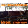 黃牛牛苗多少錢