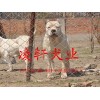 純種杜高犬養(yǎng)殖基地賣(mài)的小杜高犬多少錢(qián)一只