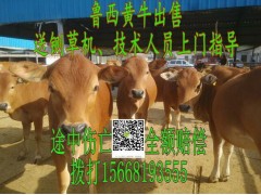 山西小黃牛犢子價格行情