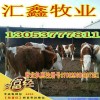 西門塔爾牛最新行情
