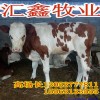 西門塔爾牛價(jià)格0537rn