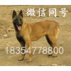 馬犬幼犬價格