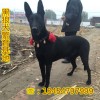 純種小黑狼犬價(jià)格