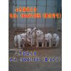 哪里有賣杜高犬的