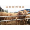 什么是肉牛