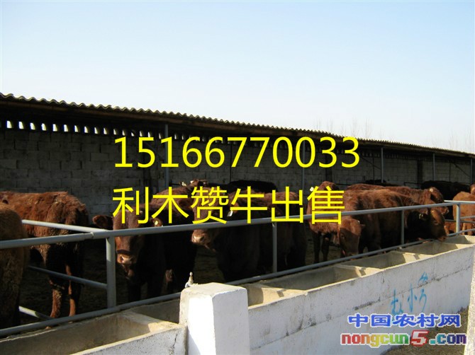 湖南利木贊牛養(yǎng)殖場(chǎng)15263778776_meitu_1