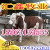 肉牛犢價(jià)格