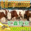 西門塔爾牛飲食