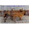 江西馬犬養(yǎng)殖基地電話多少
