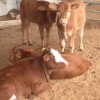 小肉牛多少錢一頭