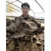 褐靈菇