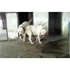 天津杜高犬養(yǎng)殖基地賣杜高幼犬電話多少