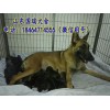 哪里有賣(mài)馬犬的