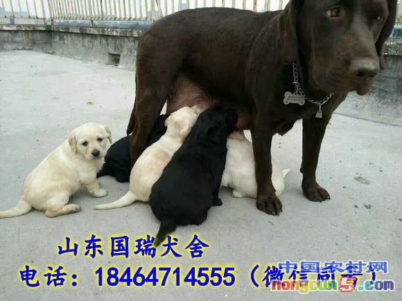 拉布拉多1_conew1