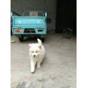 哪里有賣薩摩耶幼犬的