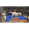 金毛犬多少錢一只-純種金毛狗價格