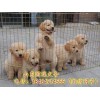 山東哪里有賣馬犬的