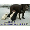 河南哪里有賣馬犬的