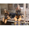 陜西哪里有賣馬犬的