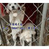 青海哪里有賣馬犬的