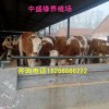 福州肉牛犢價格