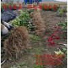 柑橘新貴族--甘平柑橘苗，春節(jié)上市的水果新寵