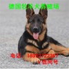 德國(guó)牧羊犬3個(gè)月的價(jià)格，3個(gè)月的德國(guó)牧羊犬好訓(xùn)練嗎