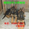 德國牧羊犬幼犬價格德國牧羊犬幼犬養(yǎng)殖場德國牧羊犬圖片