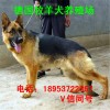 小牧羊犬價(jià)格 純種黑背牧羊犬養(yǎng)殖場(chǎng) 繁育優(yōu)良德國(guó)牧羊犬幼犬