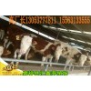 西門塔爾肉牛犢