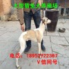 格惠犬幼犬價格  黑白全活格惠犬  格惠犬多少錢一只